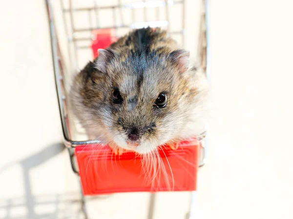 Mağazanın market arabasında oturan komik tüylü hamster.