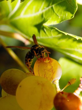 Kızgın yaban arısı olgun tatlı üzümleri yok eder.