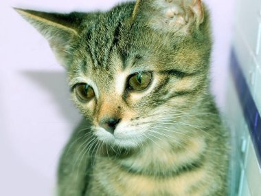 Genç kedi yavrusu ev konforunun sembolü olarak oynak