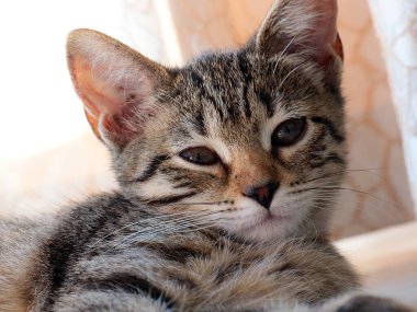 Genç kedi yavrusu ev konforunun sembolü olarak oynak