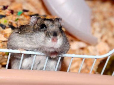 Yumuşak Dzungarian hamsterı ne yazık ki metal bir kafeste oturur.