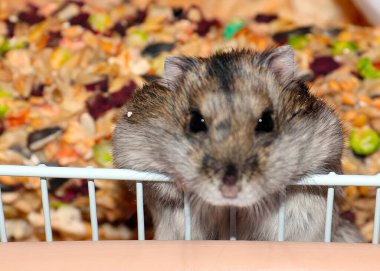 Yumuşak Dzungarian hamsterı ne yazık ki metal bir kafeste oturur.