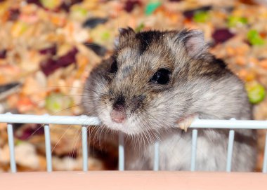 Yumuşak Dzungarian hamsterı ne yazık ki metal bir kafeste oturur.