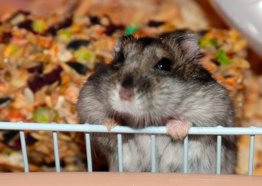 Yumuşak Dzungarian hamsterı ne yazık ki metal bir kafeste oturur.