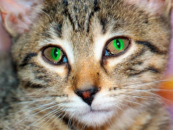 Rahatlığının Bir Parçası Olarak Sevimli Bir Kedi Yavrusu — Stok fotoğraf