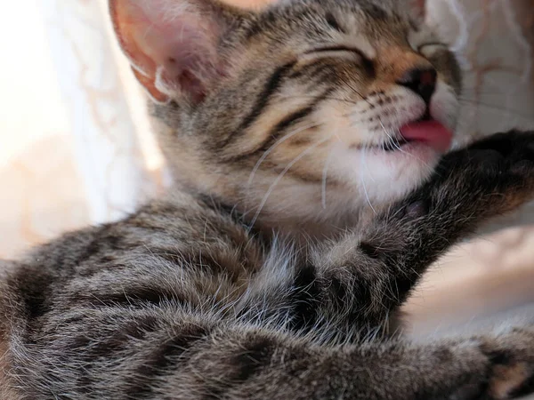 Gatinho Bonito Tipo Como Parte Conforto Casa — Fotografia de Stock