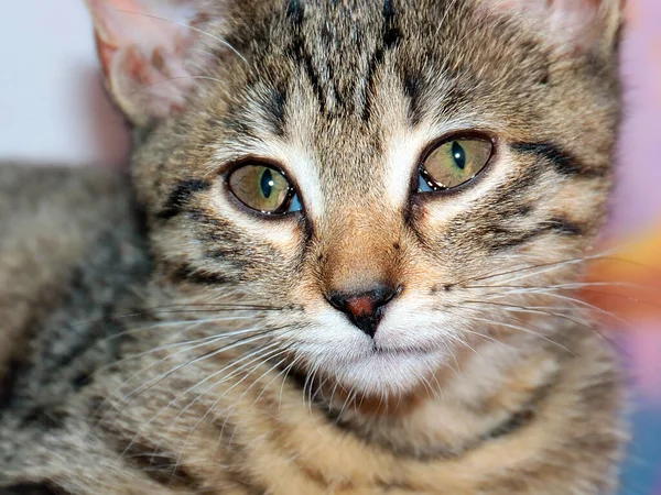 Gatinho Jovem Brincalhão Como Símbolo Conforto Casa — Fotografia de Stock