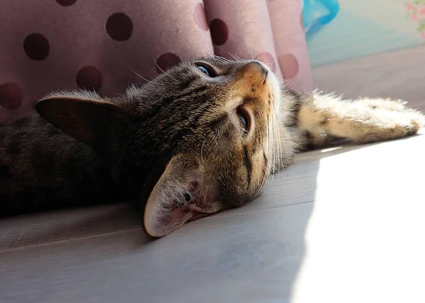 Gatinho Jovem Brincalhão Como Símbolo Conforto Casa — Fotografia de Stock