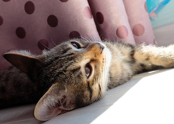 Gatito Joven Juguetón Como Símbolo Confort Hogar — Foto de Stock