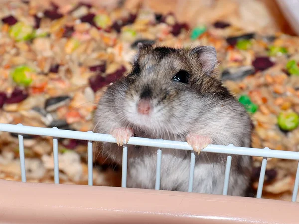 毛茸茸的黄铜仓鼠可悲地坐在金属笼里 — 图库照片