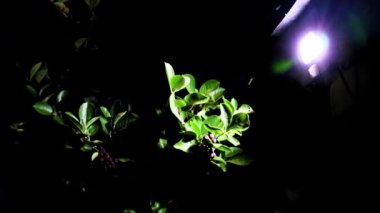 Bir fenerin parlak ışığı ve boğaz üzümü dalında meyveler