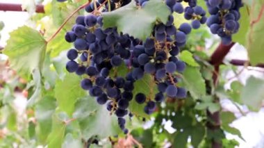 Hasatın bir parçası olarak olgun kırmızı üzümler.