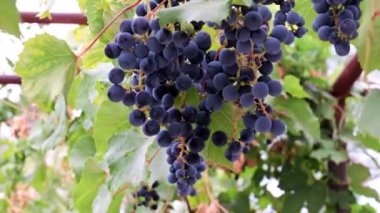 Hasatın bir parçası olarak olgun kırmızı üzümler.