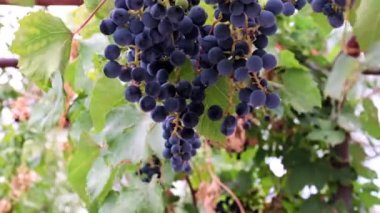 Hasatın bir parçası olarak olgun kırmızı üzümler.