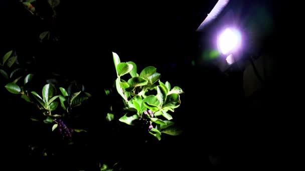 Luz Brillante Una Linterna Frutas Una Rama Guanábana — Vídeos de Stock