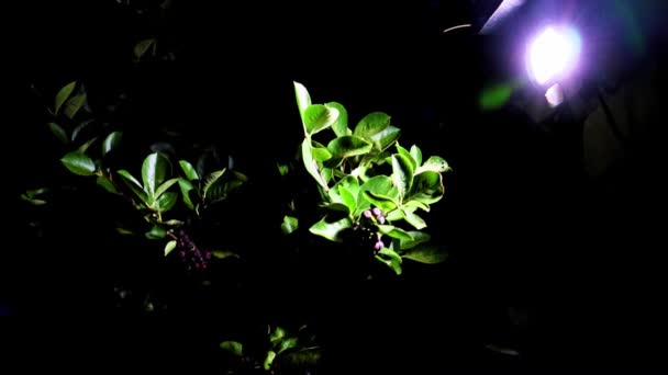 Lumière Vive Une Lanterne Fruits Sur Une Branche Myrtille — Video