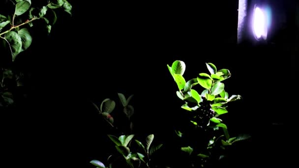 Luce Lucente Una Lanterna Frutta Ramo Chokeberry — Video Stock