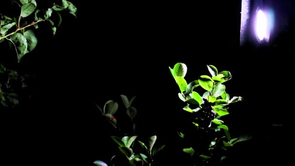 Яскраве Світло Ліхтаря Фрукти Гілці Чорниці — стокове відео