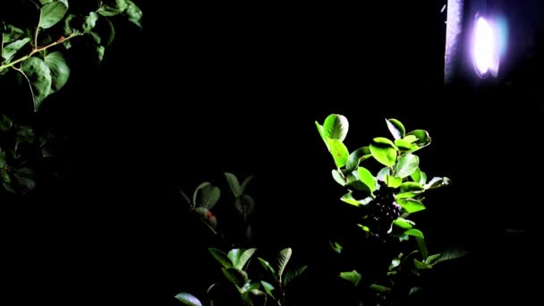 チョークベリーの枝に灯ろうと果物の明るい光が — ストック動画