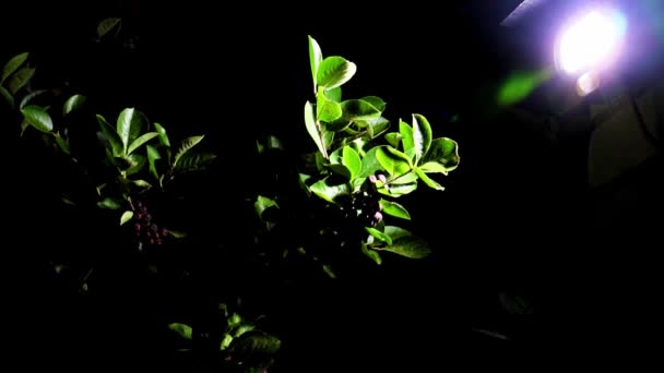 Bir Fenerin Parlak Işığı Boğaz Üzümü Dalında Meyveler — Stok video