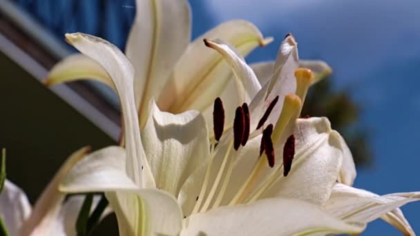 Piękna Biała Lilia Jako Symbol Czystości Uczciwości — Wideo stockowe