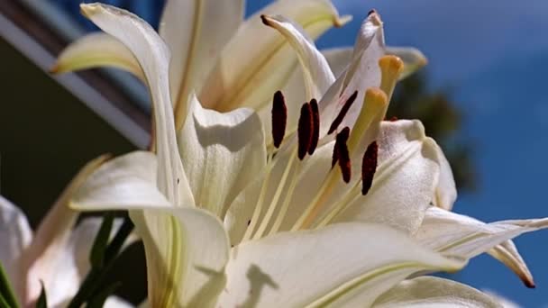 Beau Lys Blanc Comme Symbole Pureté Honnêteté — Video