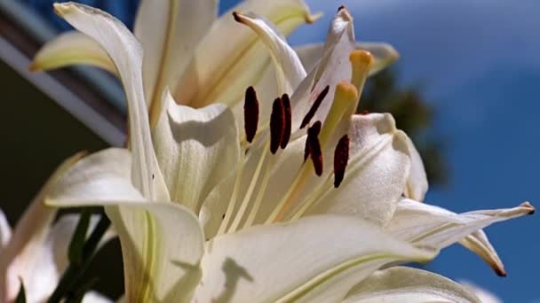 Hermoso Lirio Blanco Como Símbolo Pureza Honestidad — Vídeos de Stock