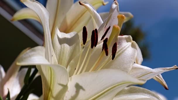 Beautiful White Lily Symbol Purity Honesty — Stock Video