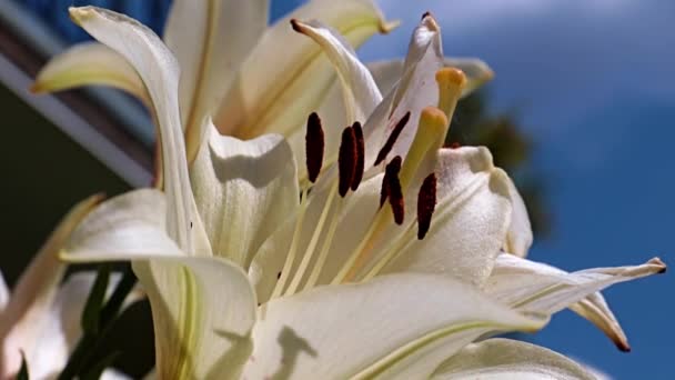 Beautiful White Lily Symbol Purity Honesty — Stock Video