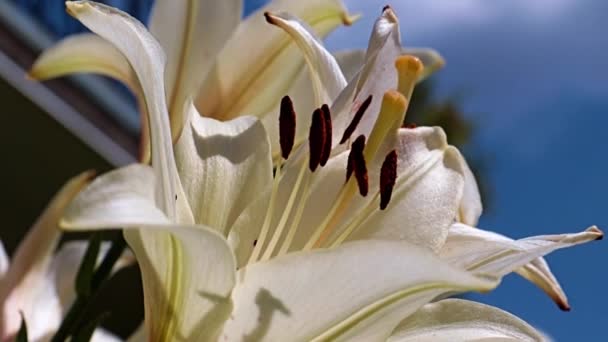 Hermoso Lirio Blanco Como Símbolo Pureza Honestidad — Vídeos de Stock