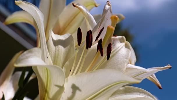 krásná bílá lilie jako symbol čistoty a poctivosti