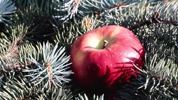 Ένα Υπέροχο Ώριμο Μήλο Βρίσκεται Ένα Κλαδί Πεύκου — Αρχείο Βίντεο