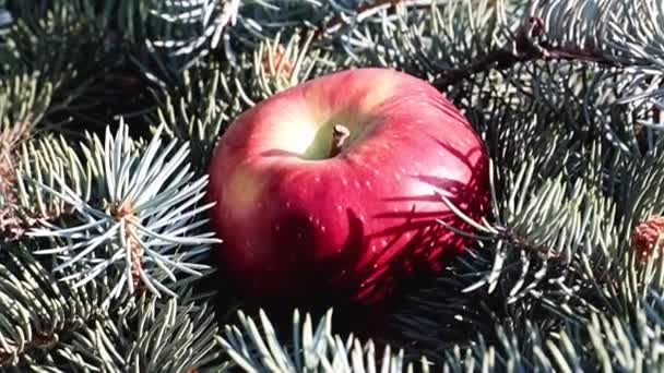 Una Hermosa Manzana Madura Yace Una Rama Pino — Vídeos de Stock