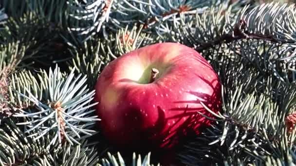 Piękne Dojrzałe Jabłko Leży Gałęzi Sosny — Wideo stockowe