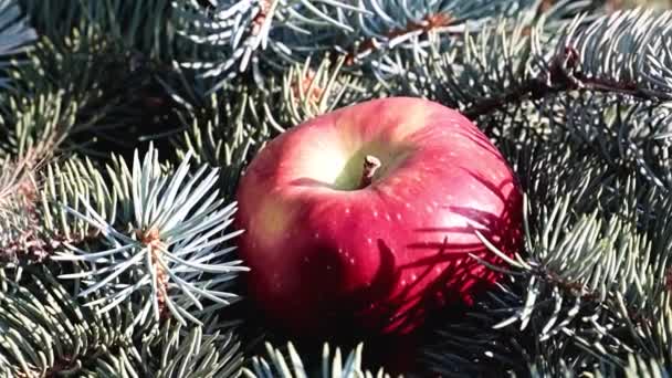 Una Hermosa Manzana Madura Yace Una Rama Pino — Vídeo de stock