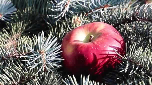 Una Hermosa Manzana Madura Yace Una Rama Pino — Vídeos de Stock