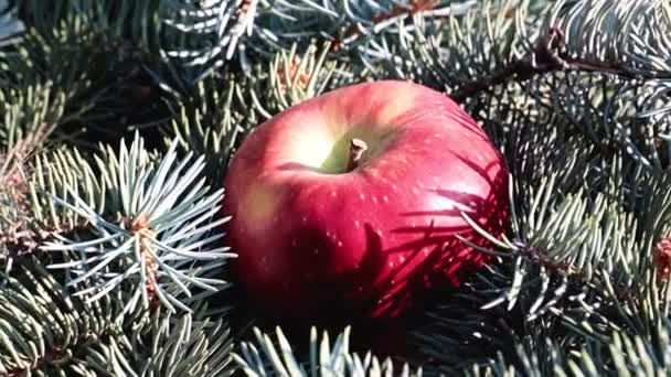 美しい熟したリンゴは松の枝にあり — ストック動画