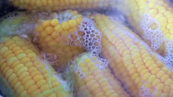 Processo Ferver Uma Espiga Fresca Milho — Vídeo de Stock