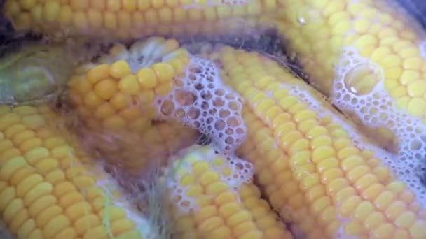 Процес Кип Ятіння Свіжого Вуха Кукурудзи — стокове відео
