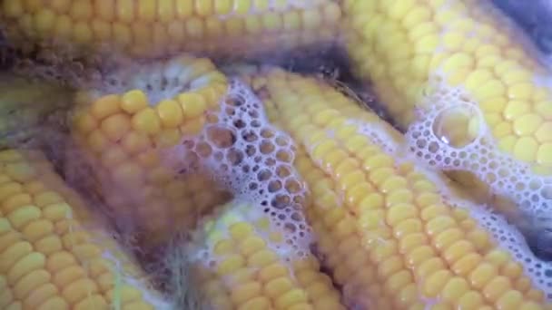 Process Boiling Fresh Ear Corn — Stock Video