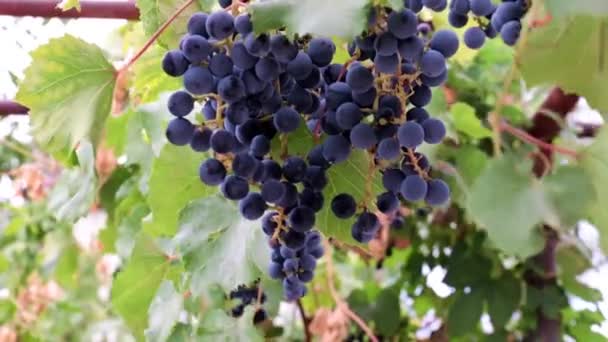 漂亮的成熟红葡萄作为收获的一部分 — 图库视频影像