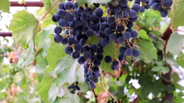 Beaux Raisins Rouges Mûrs Dans Cadre Récolte — Video