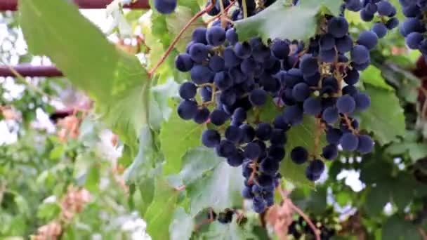 Mooie Rijpe Rode Druiven Als Onderdeel Van Oogst — Stockvideo