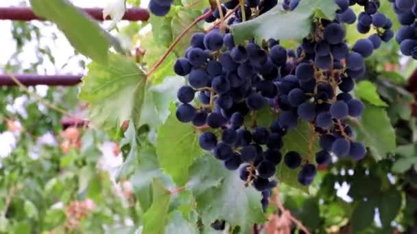 Uvas Rojas Maduras Como Parte Cosecha — Vídeos de Stock