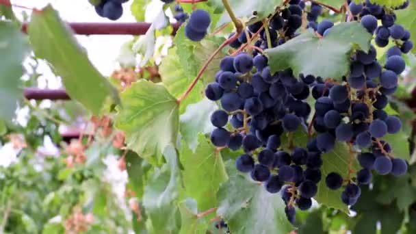 Mooie Rijpe Rode Druiven Als Onderdeel Van Oogst — Stockvideo