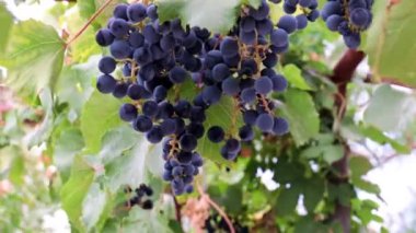 Üzüm bağındaki bir dalda olgunlaşmış kırmızı üzümler.