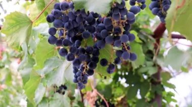 Üzüm bağındaki bir dalda olgunlaşmış kırmızı üzümler.