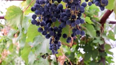 Üzüm bağındaki bir dalda olgunlaşmış kırmızı üzümler.