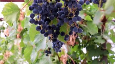 Üzüm bağındaki bir dalda olgunlaşmış kırmızı üzümler.