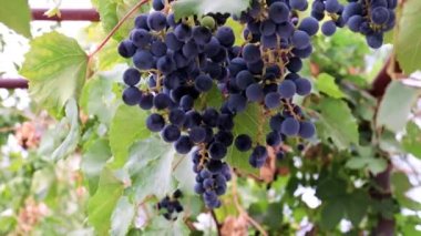 Üzüm bağındaki bir dalda olgunlaşmış kırmızı üzümler.